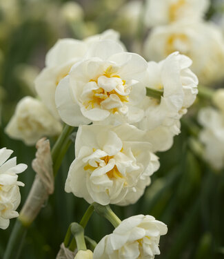 Narcissus Bridal Crown