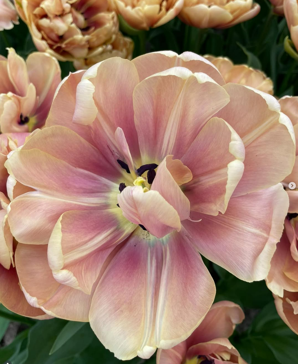 Passion for tulips premium tulp La Belle Epoque