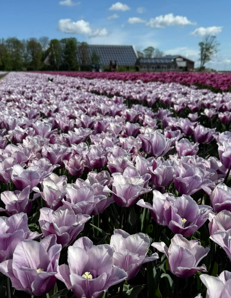 Passion for tulips premium tulp Tulip Charante