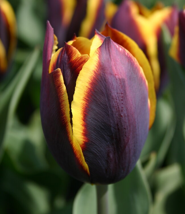 Tulipa Eclipse