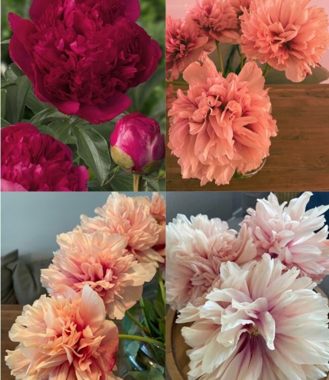 Paeonia Command Performance