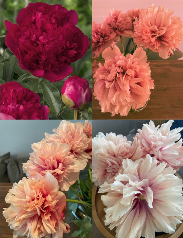 Command Performance Peony Roots Peony roots Command Performance - wonderful, unique colour! - Tulip Store