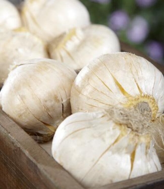 Allium Universe
