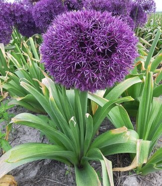 Allium Universe