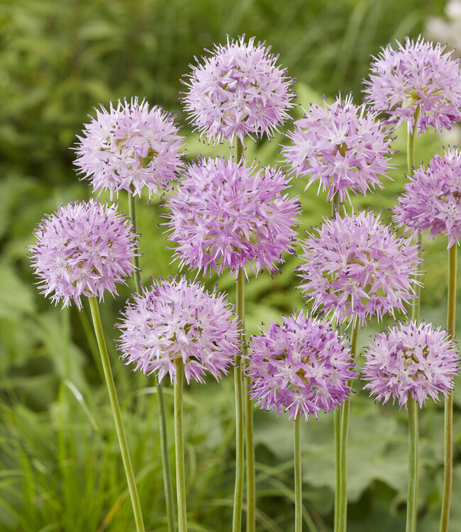 Allium Rosy Dream