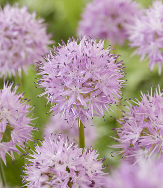 Allium Rosy Dream