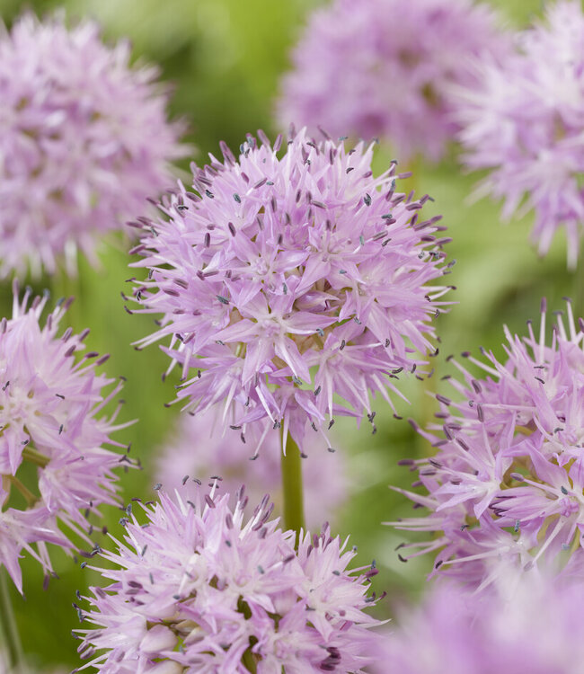Allium Rosy Dream