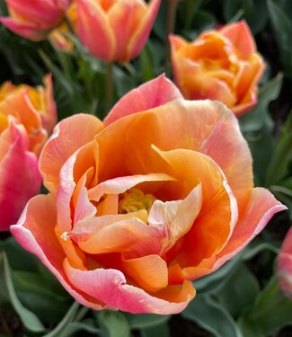Tulip Summer Sun