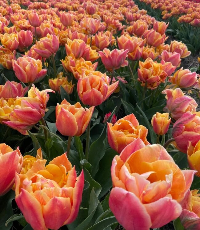 Tulipa Summer Sun