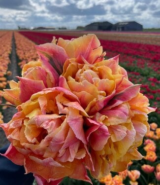 Tulip Summer Sun