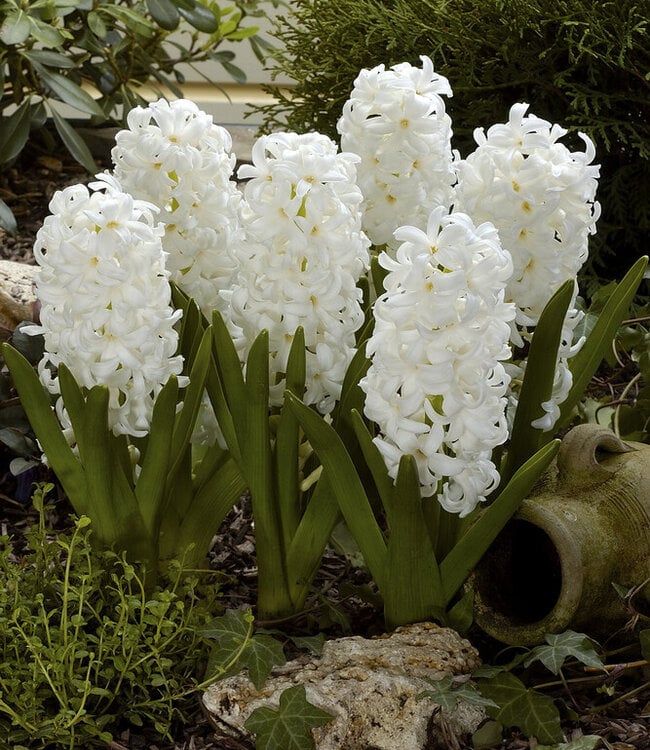 Hyacinthus Double Cloud