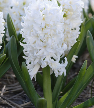 Hyacinth Double Cloud