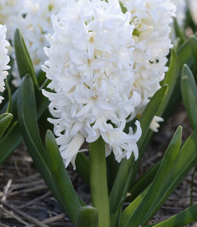 Hyacinthus Double Cloud