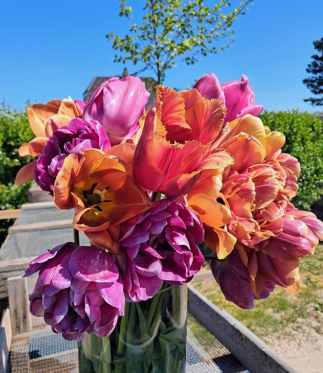 Tulipa Velvet Harmony