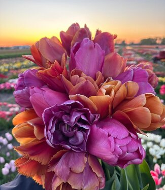 Tulpenmischung Velvet Harmony