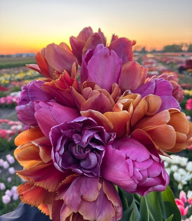 Tulipa Velvet Harmony