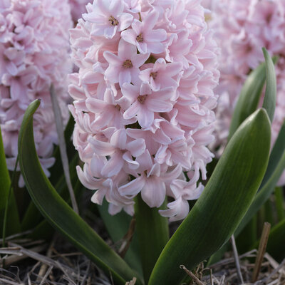 Fleurs parfumées