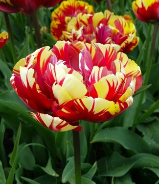 Tulipe El Cid Double Tulipe El Cid Double