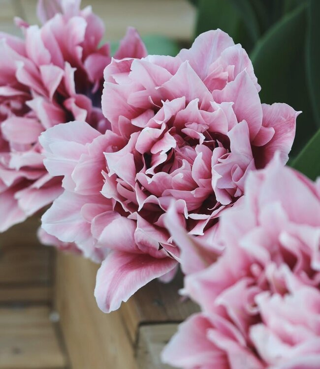 Tulipa Magic Sensation