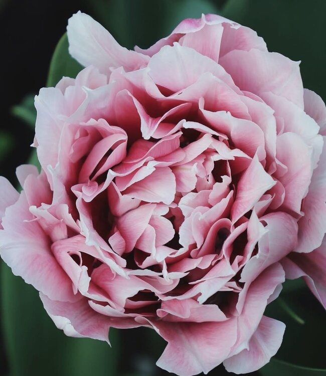 Tulipa Magic Sensation
