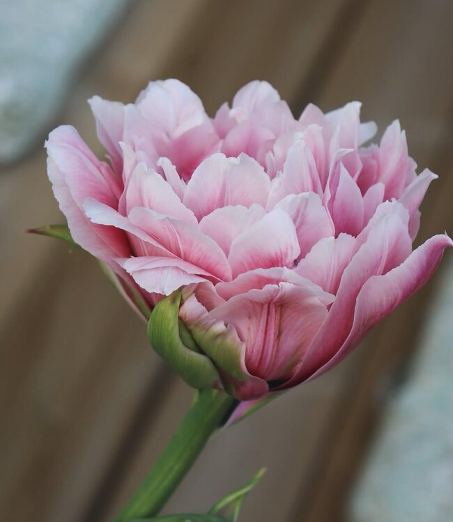Tulipa Magic Sensation