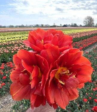 Tulip Toscana