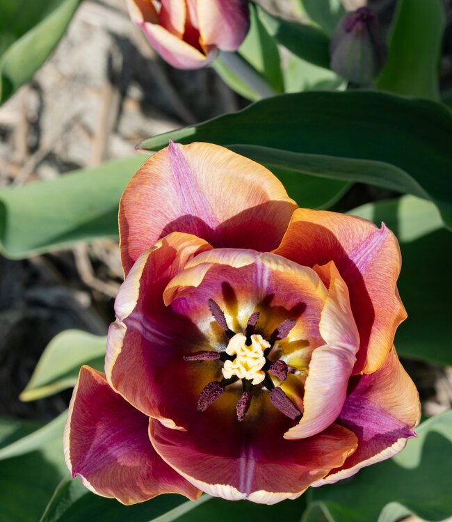 Tulipa Charente