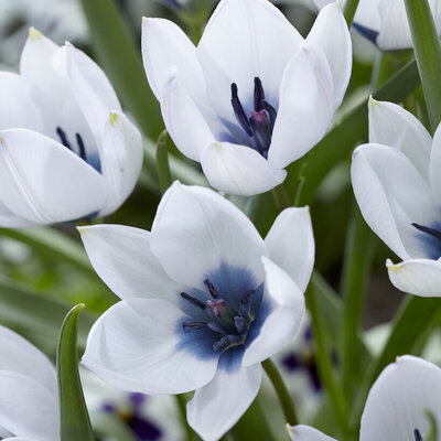 Tulipany wieloletnie