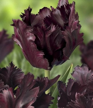 Diakritisch de sneeuw Rally Tulpenbollen Black Parrot - sierlijke zwarte tulp! - Tulip Store