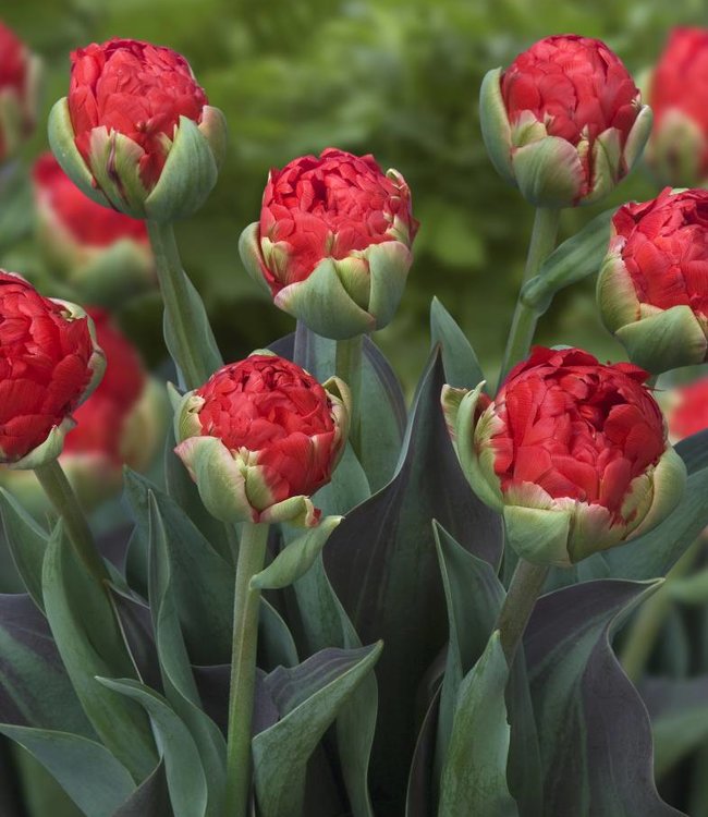 Tulipa Red Wood