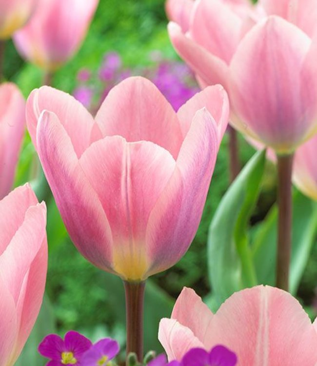 Tulipan Light and Dreamy