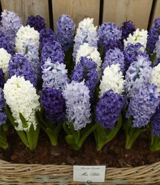 Hyacinths mixture Blue Romance