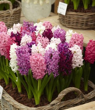 Mieszanka hiacyntowa Pink Romance