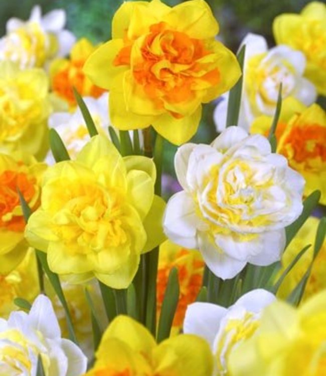 Daffodil Narcissus Mix 60 Days of Daffodils 50 Bulbs