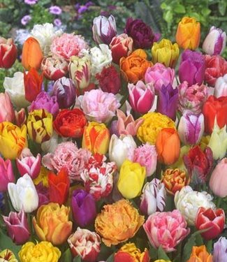 Tulipa Pastel Mix - Bulbes de Tulipes Mélange x40 - Bulbes à Fleurs
