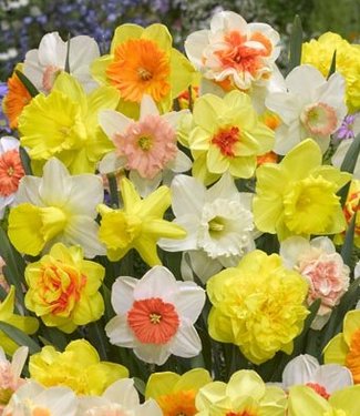 Tulip Store 75 Tage Narzissen Mix