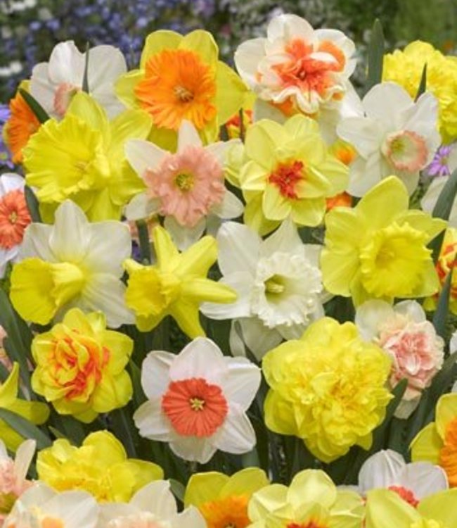 Narcissus Tulip Store 75 jours Narcissus Mix