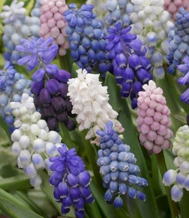 Muscari blandning