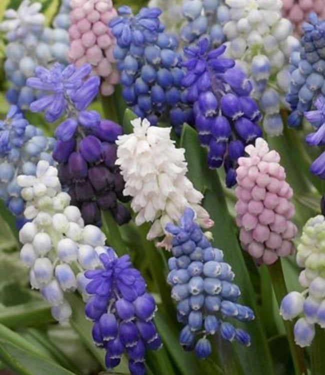 Muscari Mischung