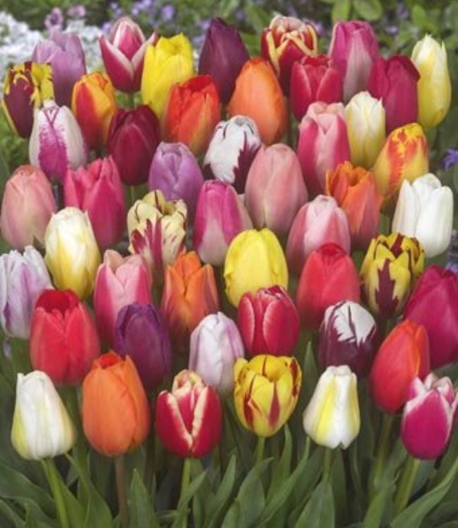 Tulpenbollen Parade - bonte mix van lange tulpen! - Tulip Store
