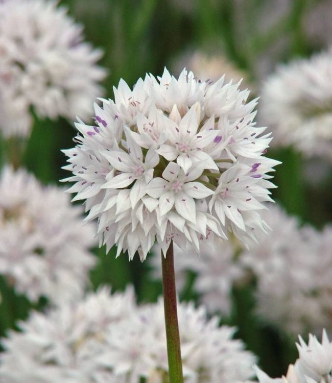 Maulwurfschreck-Pflanze (Allium Gladiator)