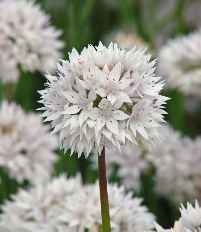 Plantes anti-taupes 5 bulbes (Allium Gladiator)