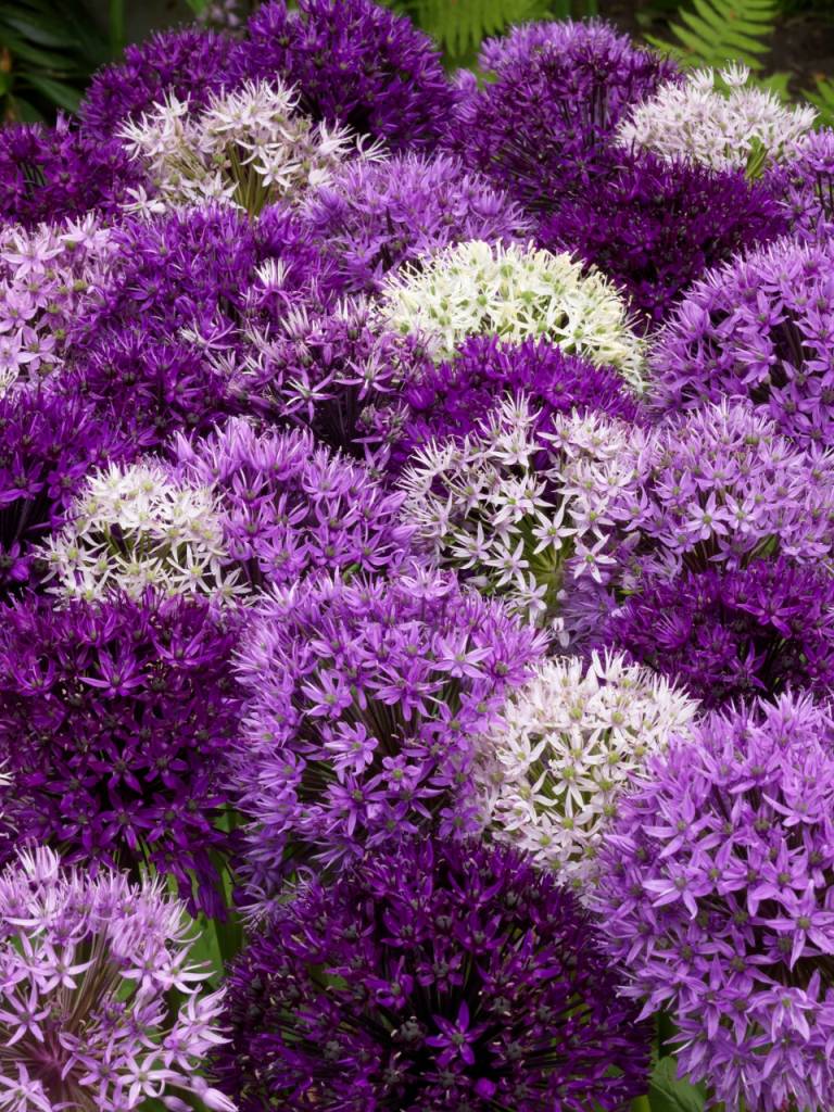 Alliumbulbs Festival Mix 7 graceful alliums! Tulip Store