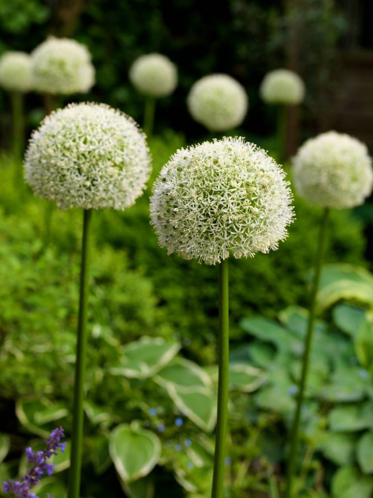 Alliumbulbs White Giant - largest, white Allium! - Tulip Store