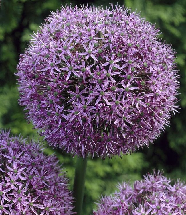 Alliumzwiebeln Gladiator - große, violette Allium! - Tulip Store