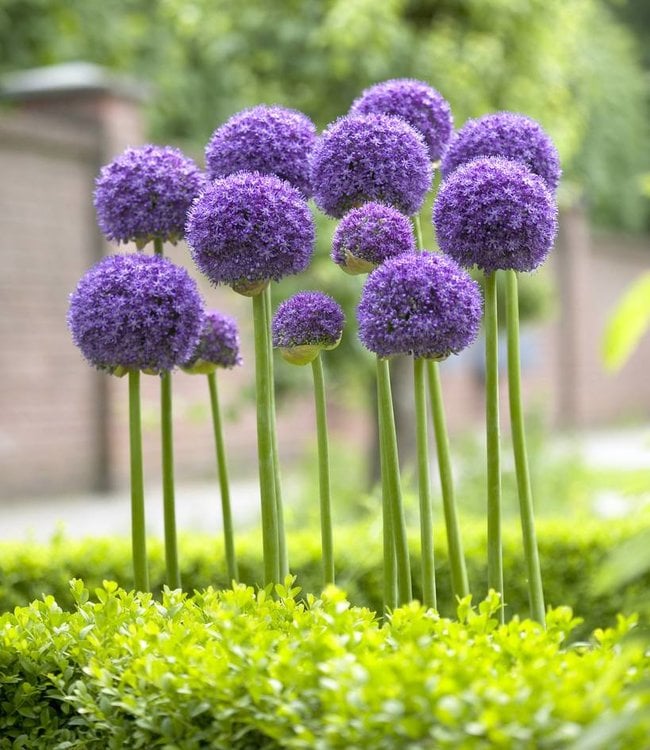 Allium bulbs Gladiator - large purple Allium! - Tulip Store