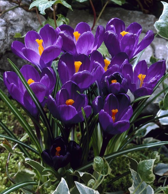 Krokus Flower Record