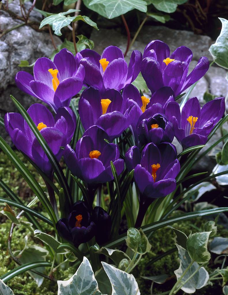 Crocus bulbs Flower Record large puple Crocus! Tulip Store