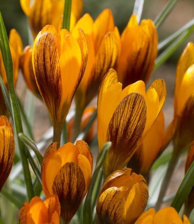 Crocus Orange Monarch