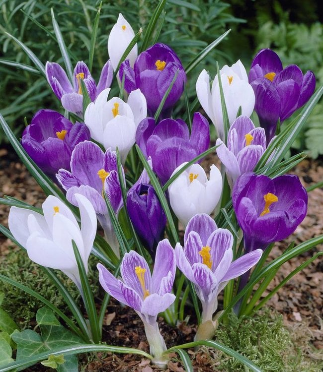 Crocus Early Purple